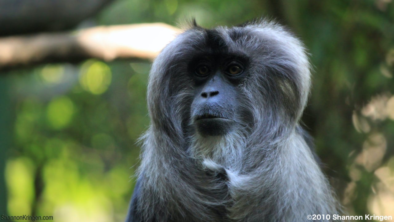 シシオザル Web生き物図鑑