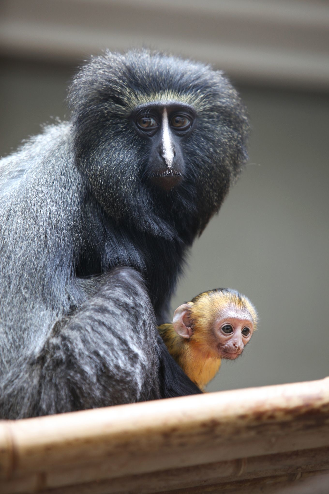 黒毛のフクロウグエノン母と黄毛の仔の対面