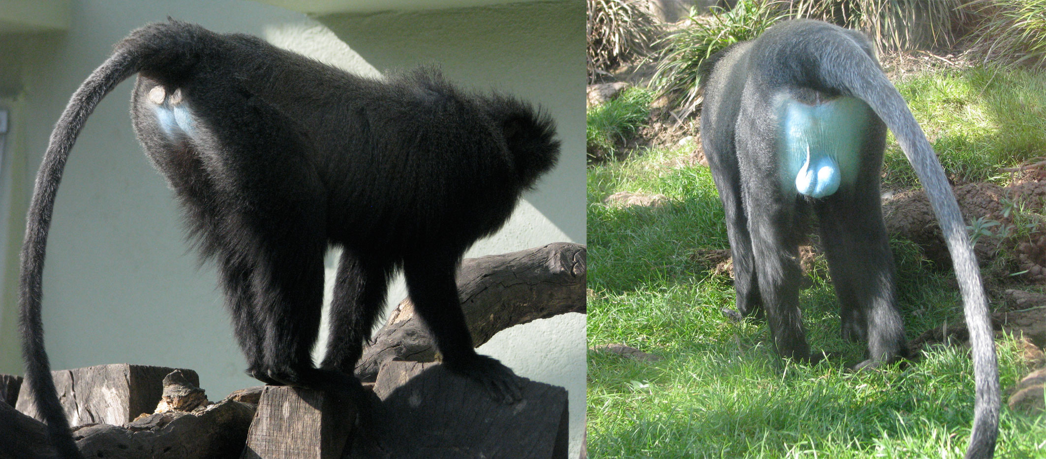 青い陰嚢が見えるフクロウグエノン雄の後ろ姿2枚