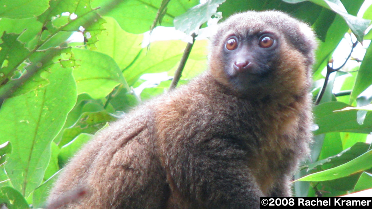 キンイロジェントルキツネザル Web生き物図鑑