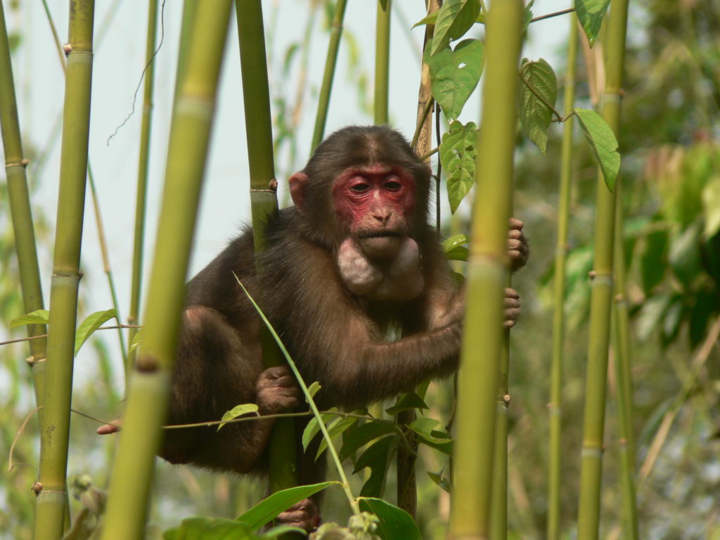 ベニガオザル Web生き物図鑑