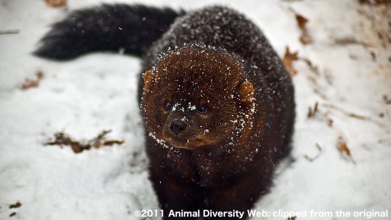 フィッシャー©2011 Animal Diversity Web: clipped from the original