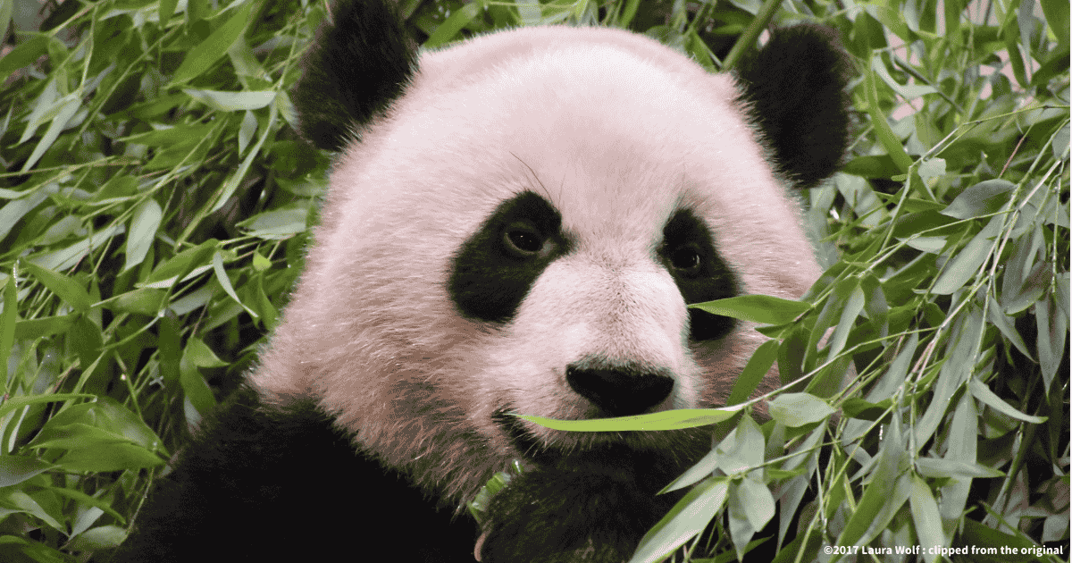 ジャイアントパンダ