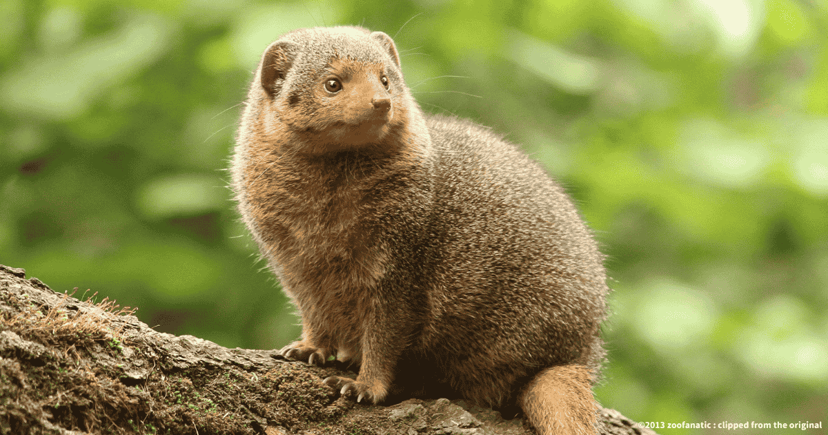 コビトマングース