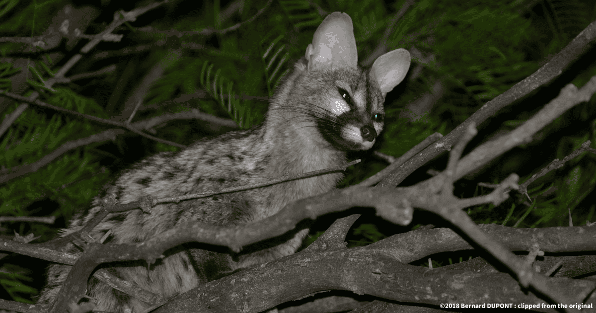 ヨーロッパジェネット