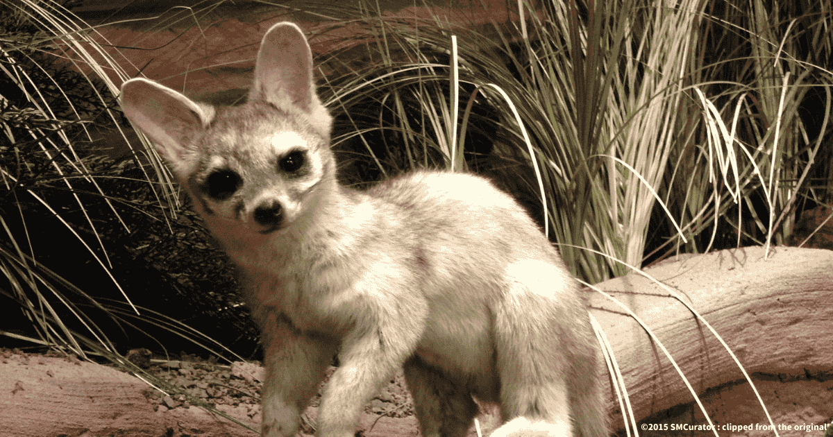 オオミミカコミスル