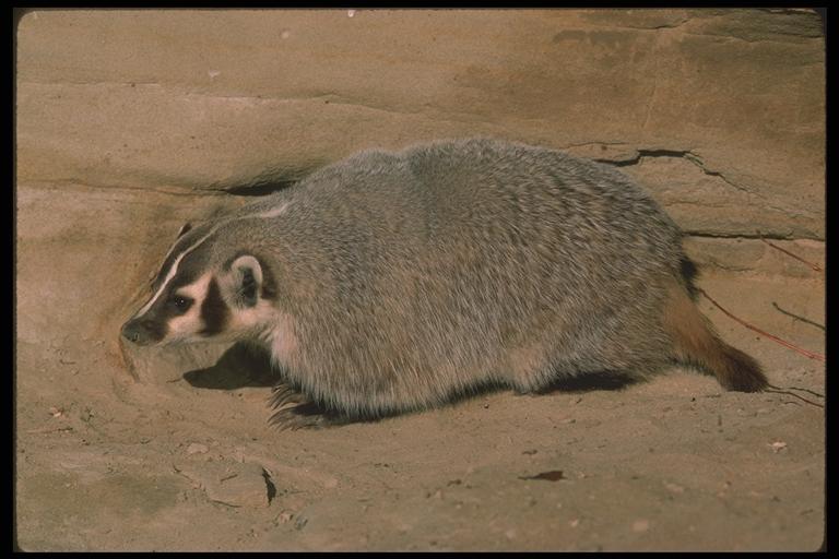 岩陰の砂地に伏せるアメリカアナグマ