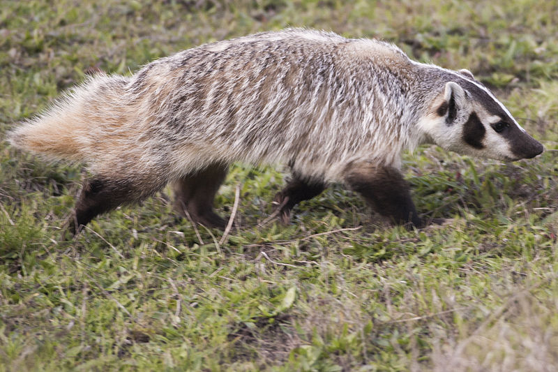 草地を歩くアメリカアナグマの側面