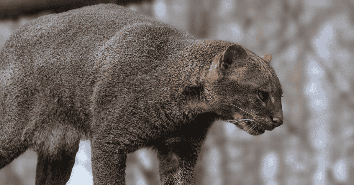 ジャガランディ