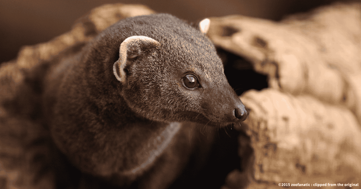 ワオマングース