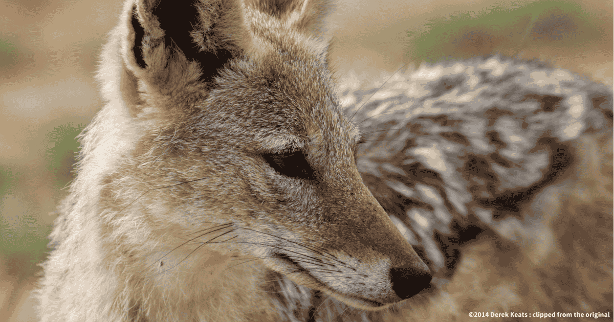 セグロジャッカル