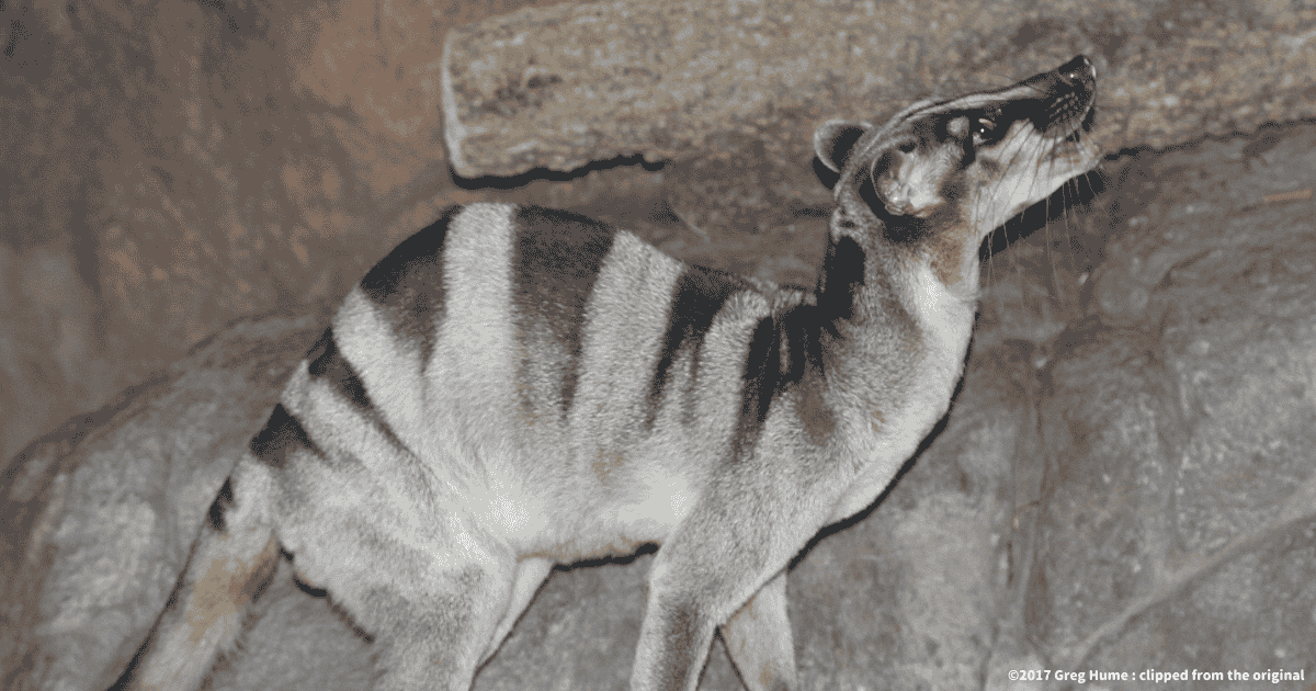 シマヘミガルス