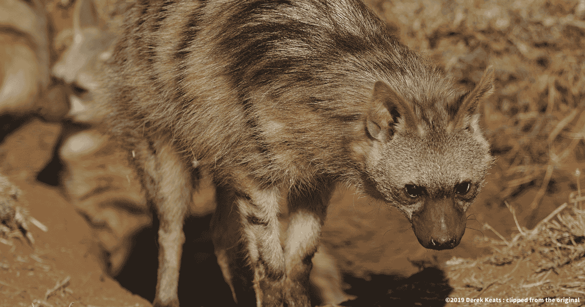 エジプトマングース