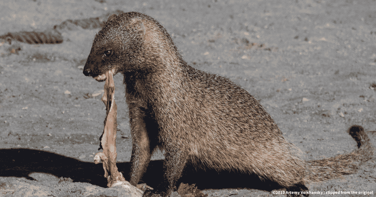 エジプトマングース