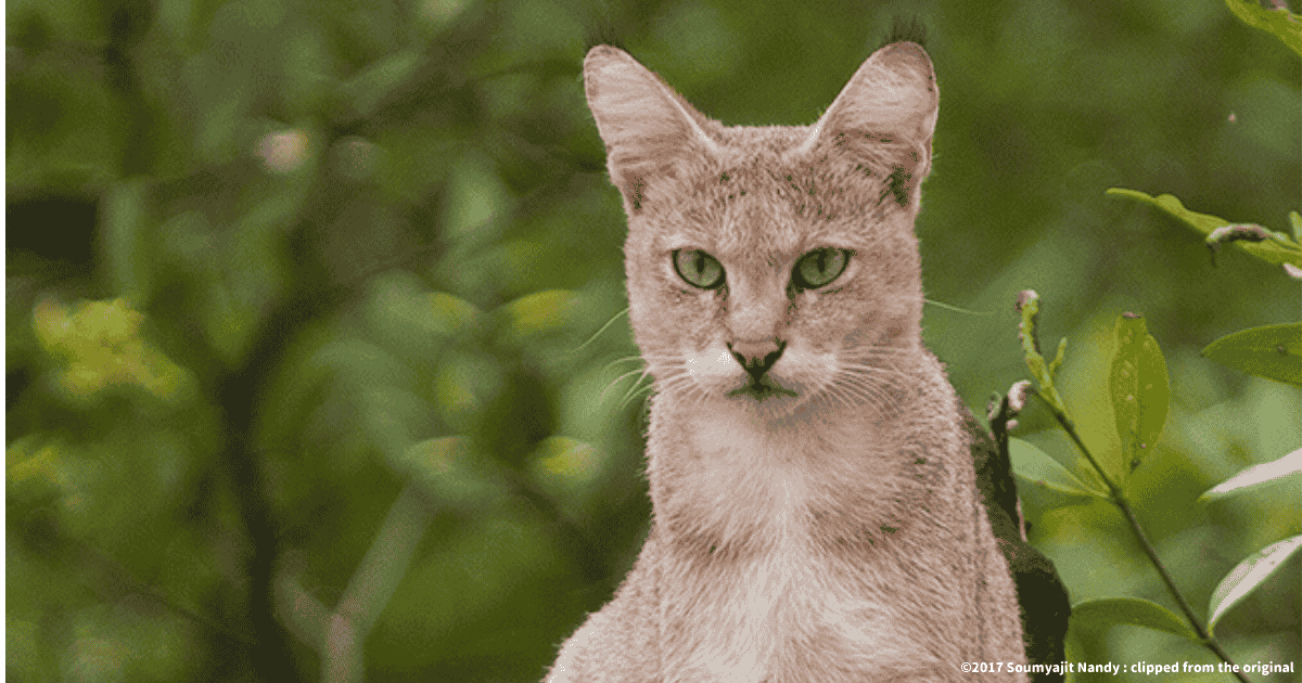 ジャングルキャット