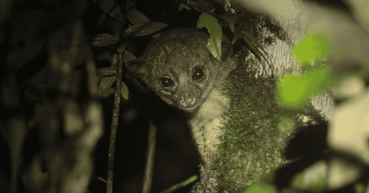 キンカジュー