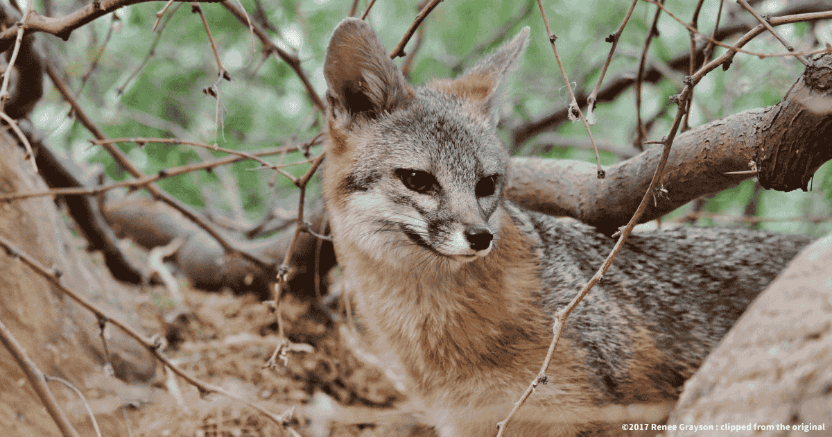 ハイイロギツネ