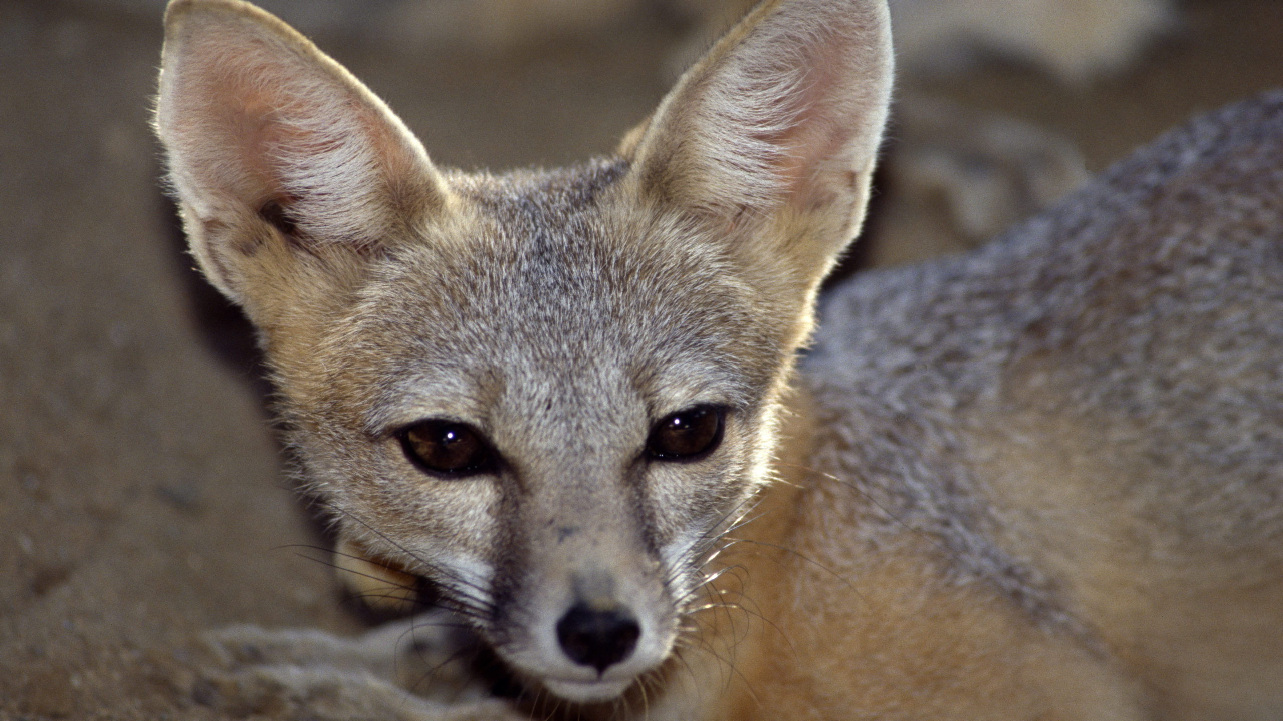San Joaquin kit fox at the California Living Museum in Bakersfield