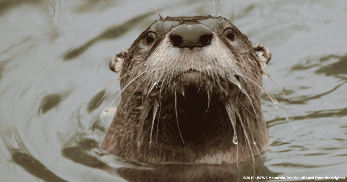 カナダカワウソ