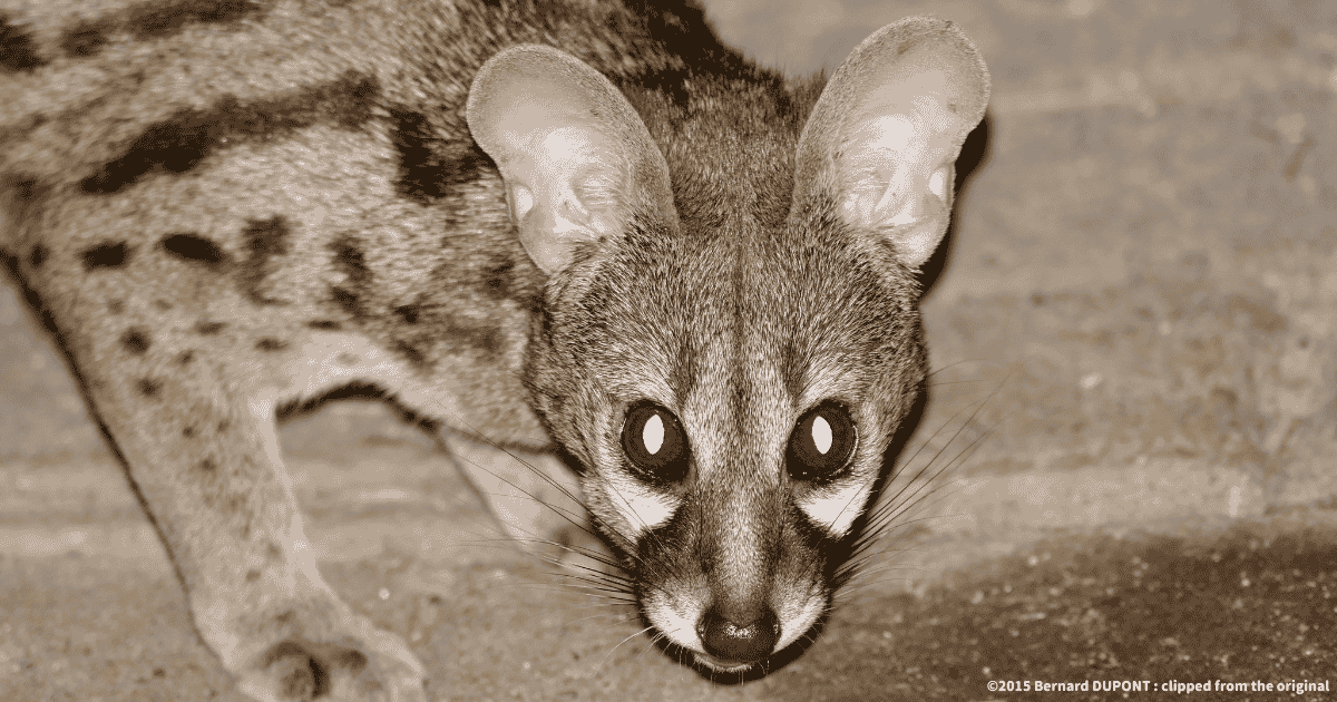 ケープジェネット