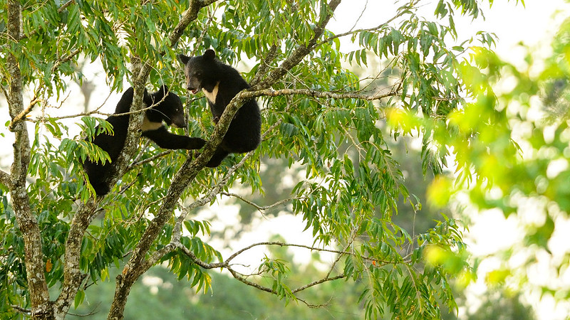 木に登る2頭のツキノワグマの仔