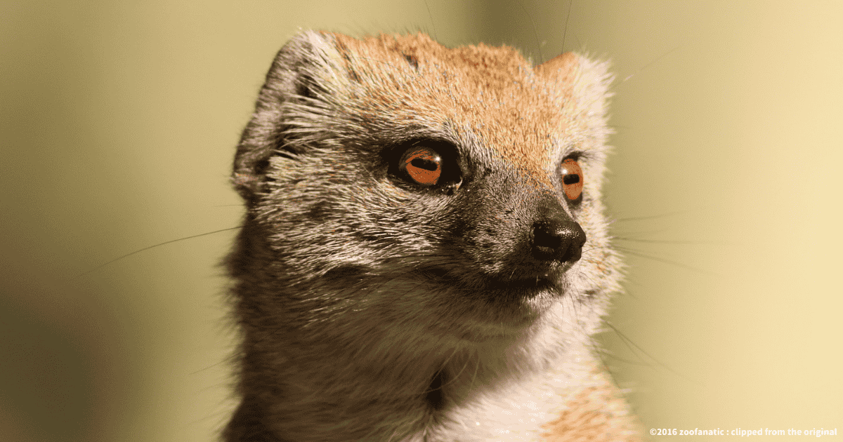 キイロマングース