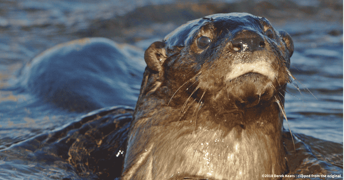 ノドブチカワウソ