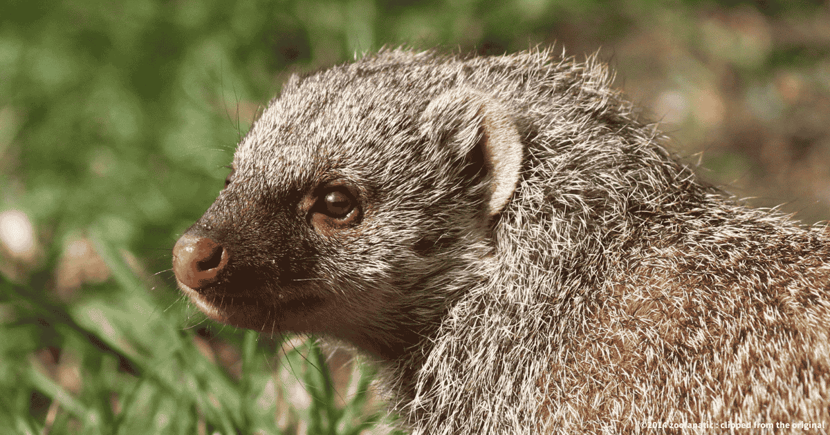 シママングース