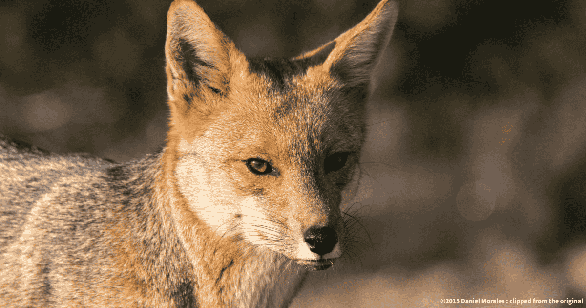 クルペオギツネ