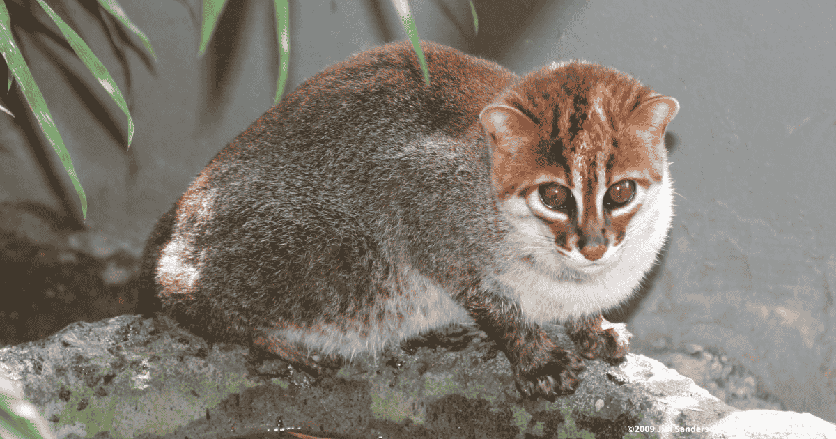 マレーヤマネコ