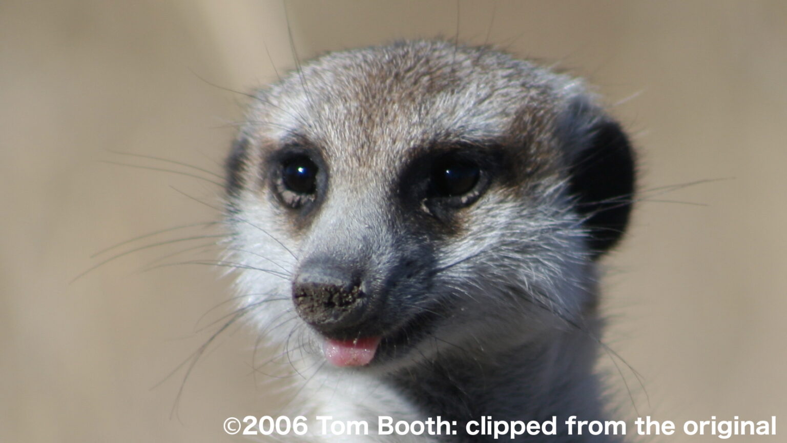 ミーアキャット Webいきもの図鑑
