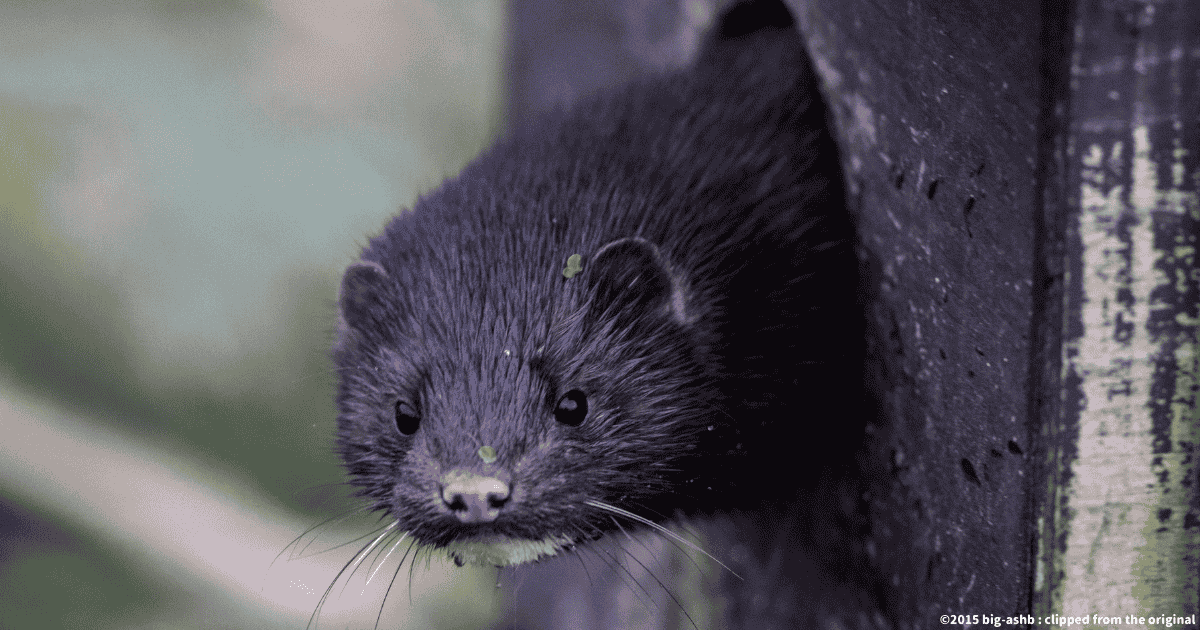 アメリカミンク