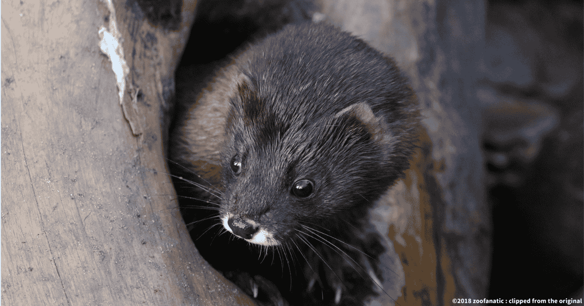 ヨーロッパミンク