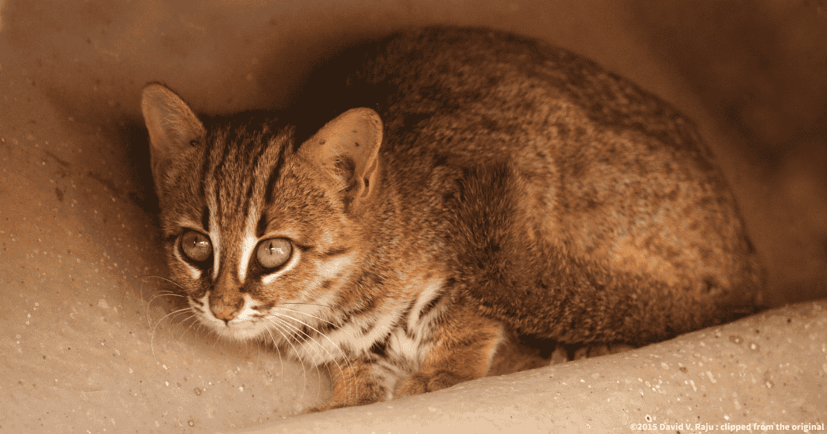 サビイロネコ