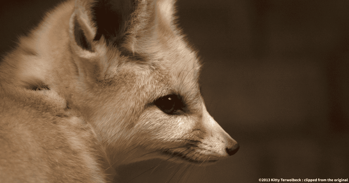 フェネックギツネ