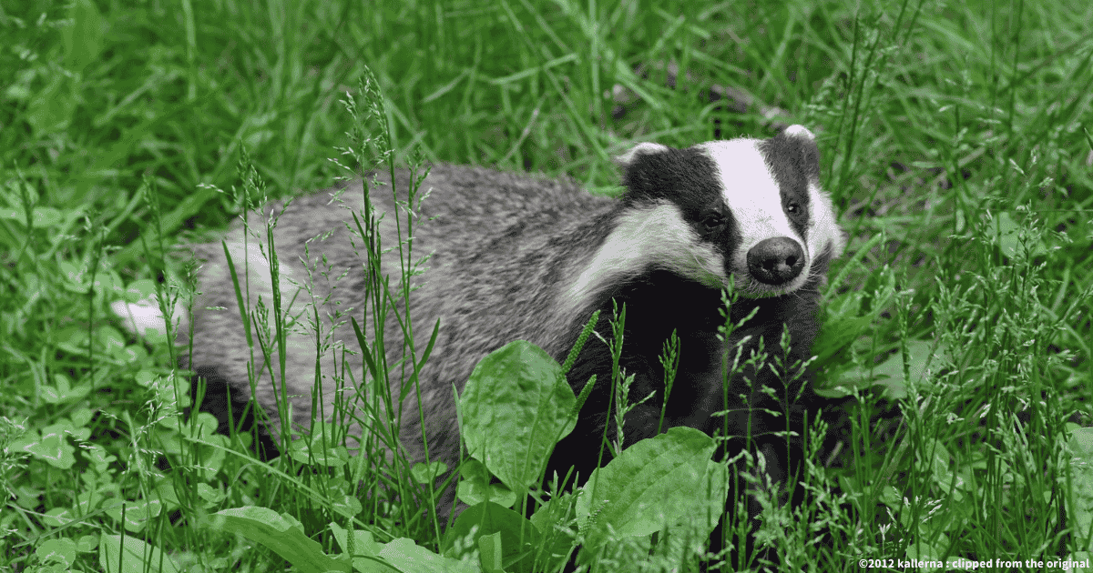 ユーラシアアナグマ