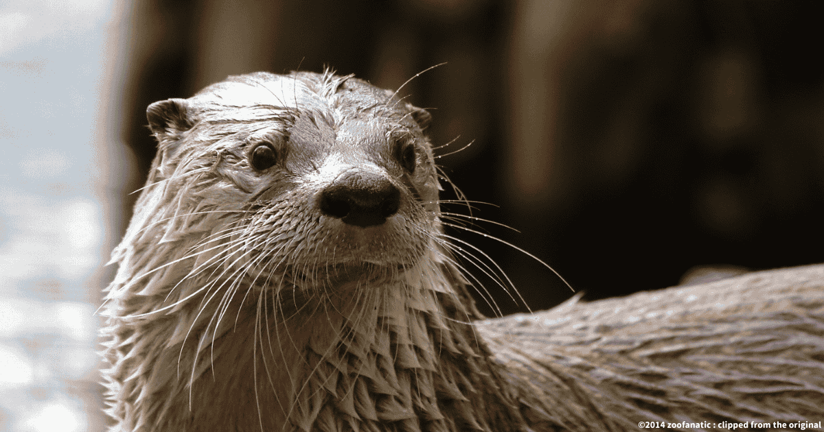 ユーラシアカワウソ