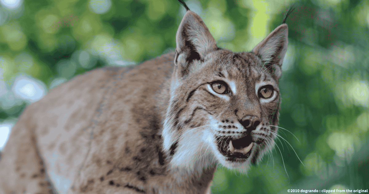 ユーラシアオオヤマネコ