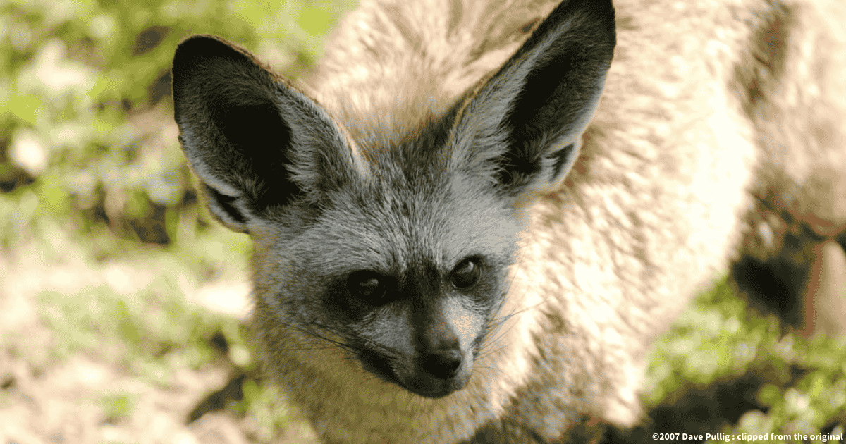 オオミミギツネ