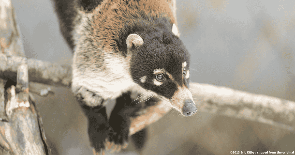 ハナジロハナグマ