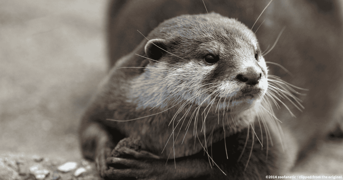 コツメカワウソ