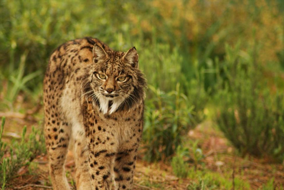 スペインオオヤマネコ@Photo credit: The Iberian Lynx Ex situ Conservation Programme