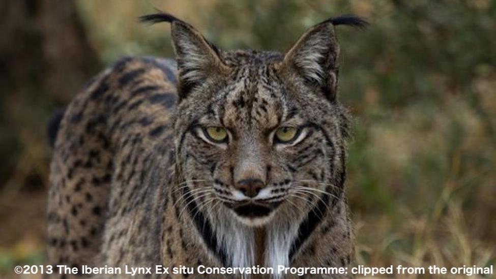 スペインオオヤマネコ©2013 The Iberian Lynx Ex situ Conservation Programme: clipped from the original