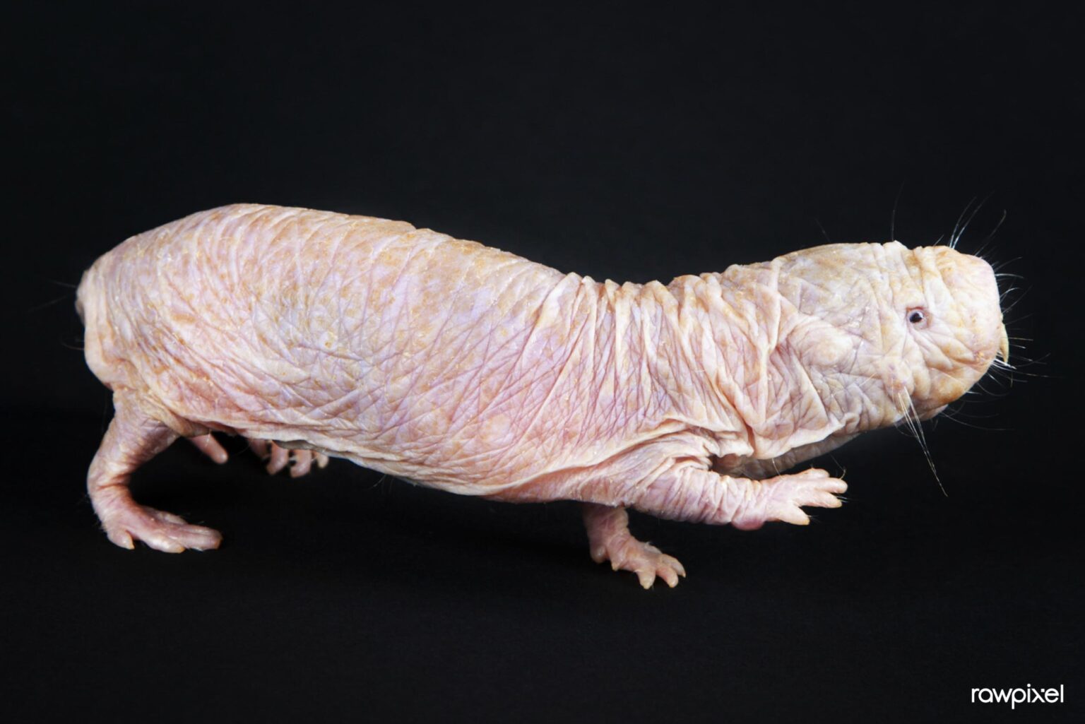 ハダカデバネズミ Webいきもの図鑑