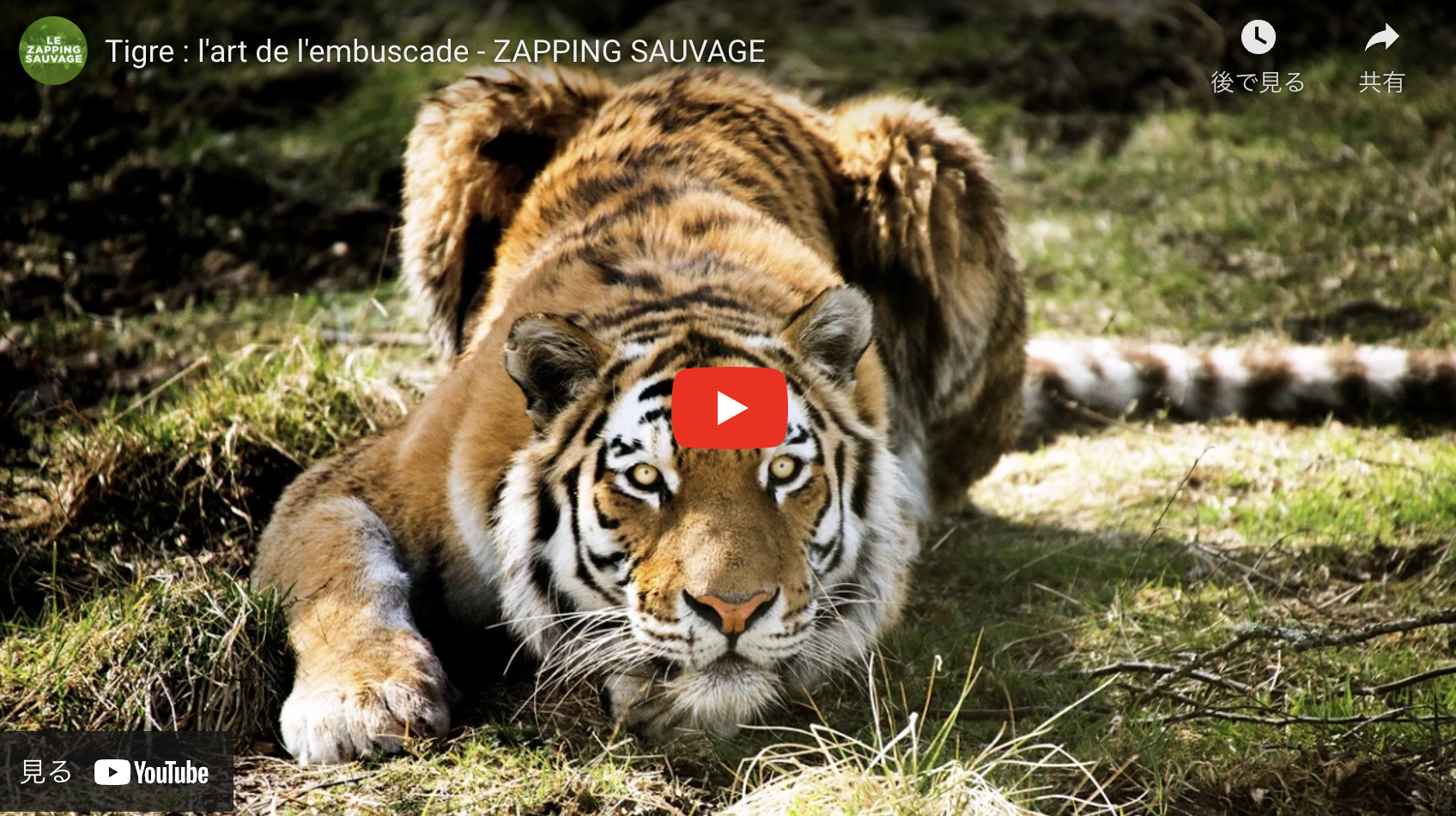 Tigre : l'art de l'embuscade - ZAPPING SAUVAGE