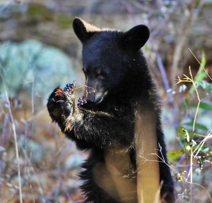 Black Bear cub eating grapes.