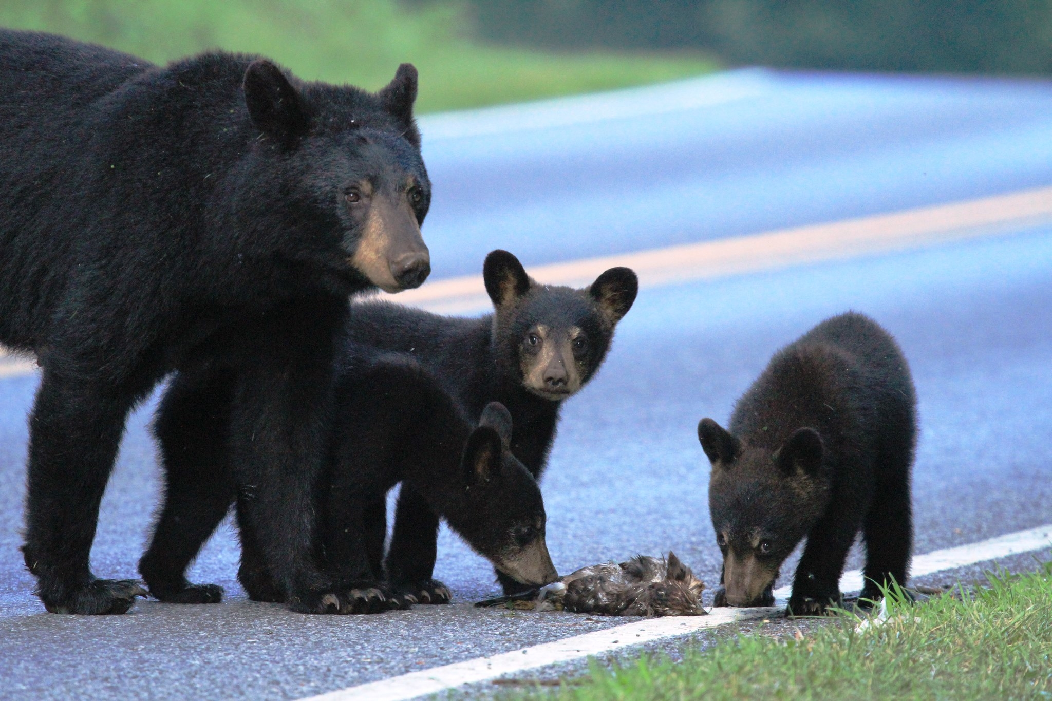 Black bear sow with three cubs inspecting roadkill