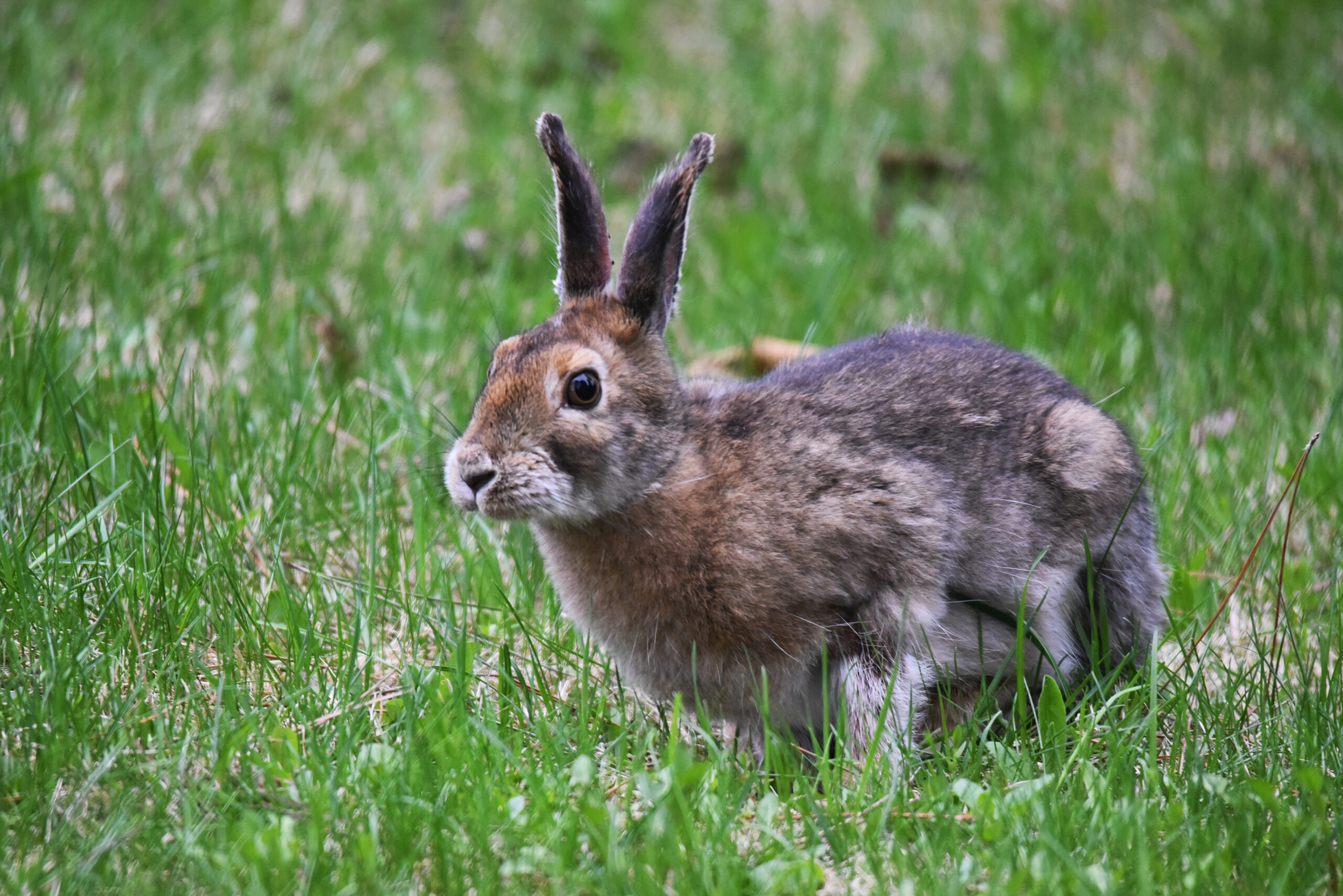 カンジキウサギ