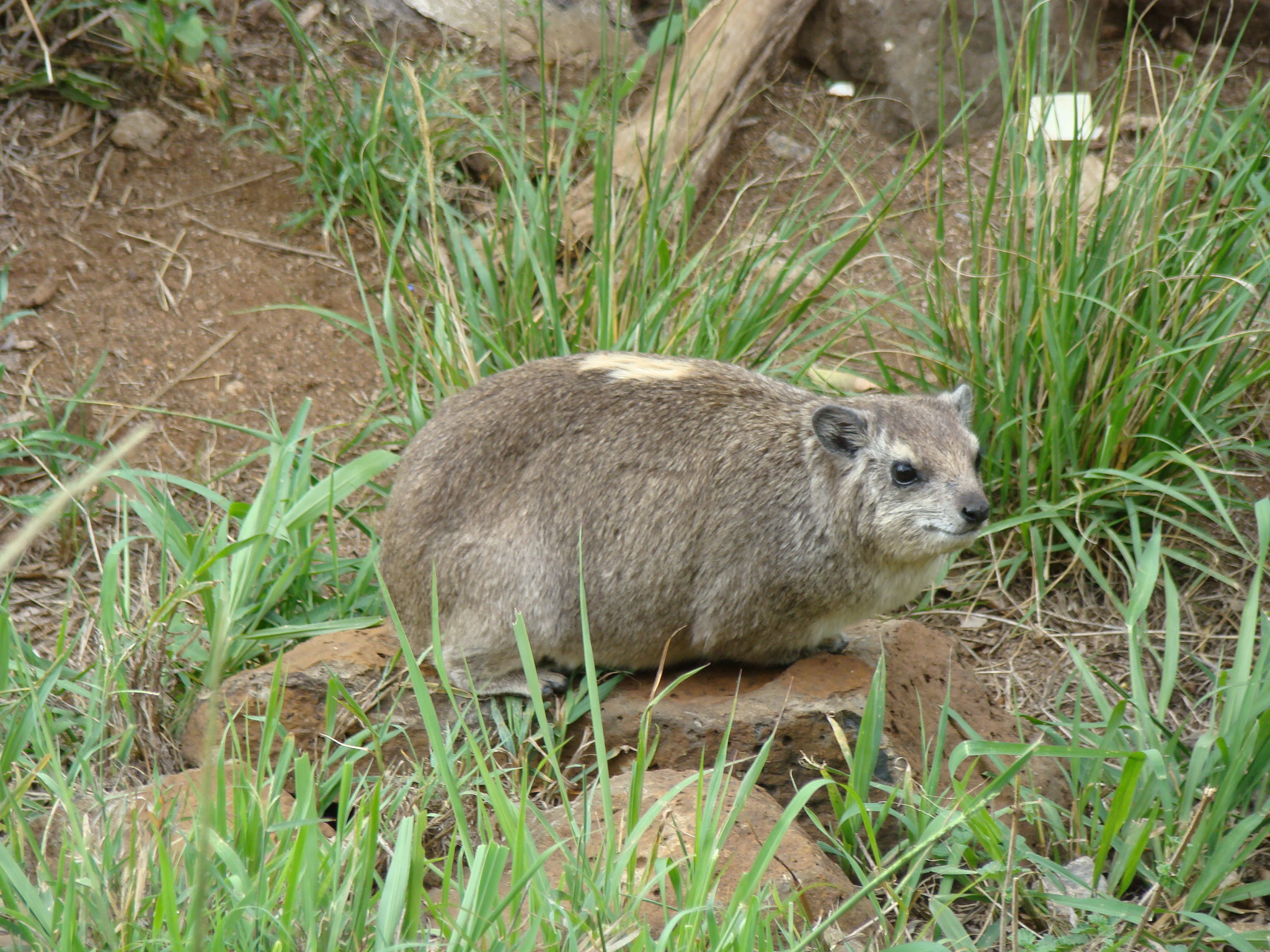 キボシイワハイラックス