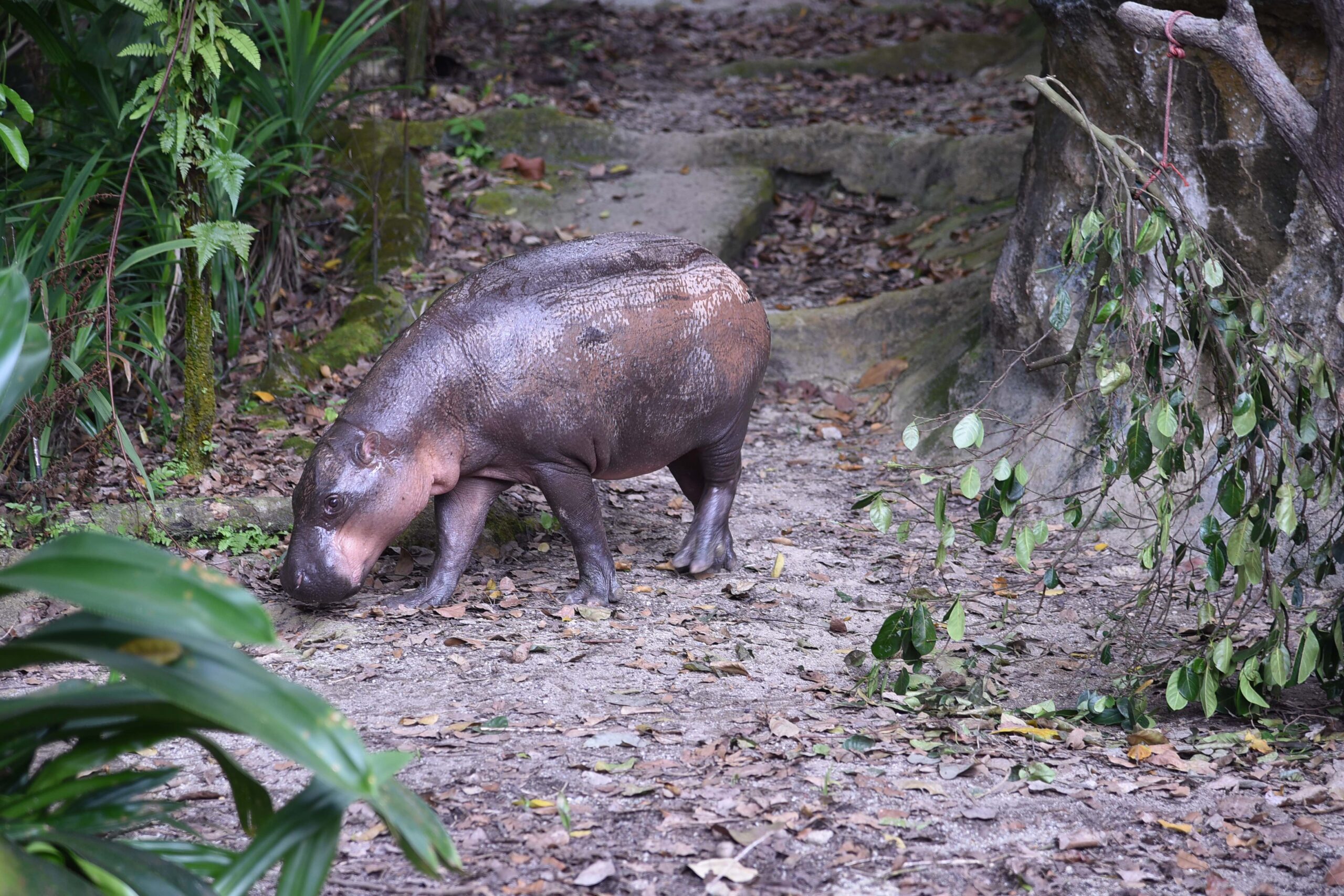 コビトカバ